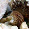 Copiapoa_ hypogaea _ssp.laui _FK439 _21